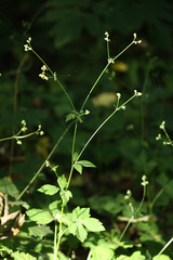 Sanicula chinensis