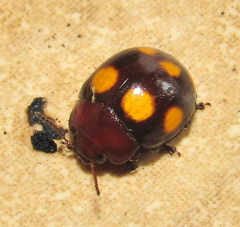 Chrysolina clarki