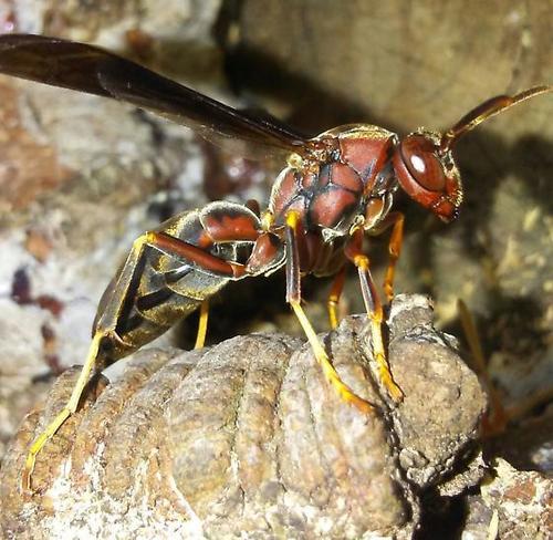 Metric Paper Wasp photo 4