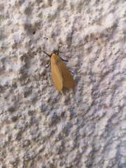 Pareuchaetes insulata