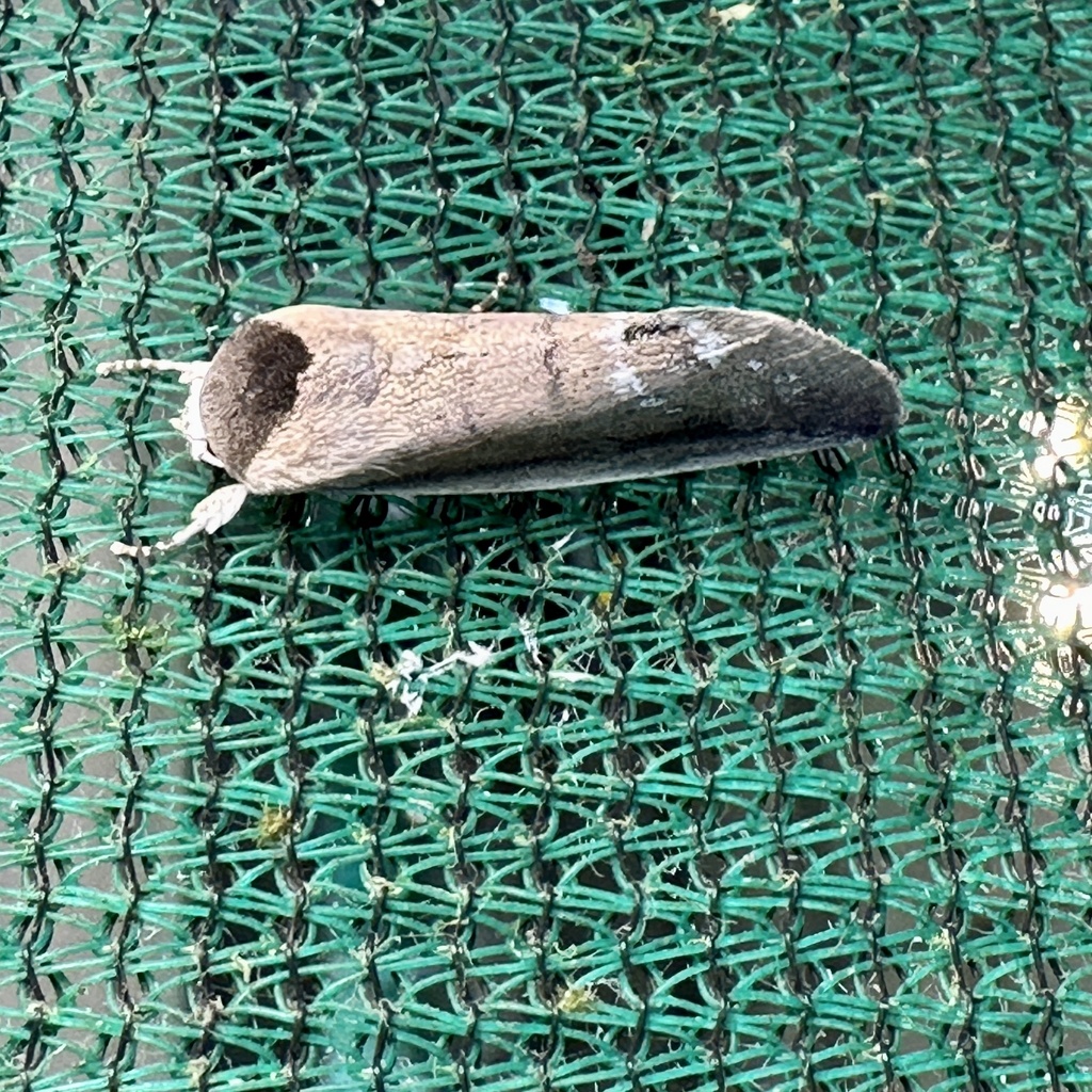 Westermannia longiplaga