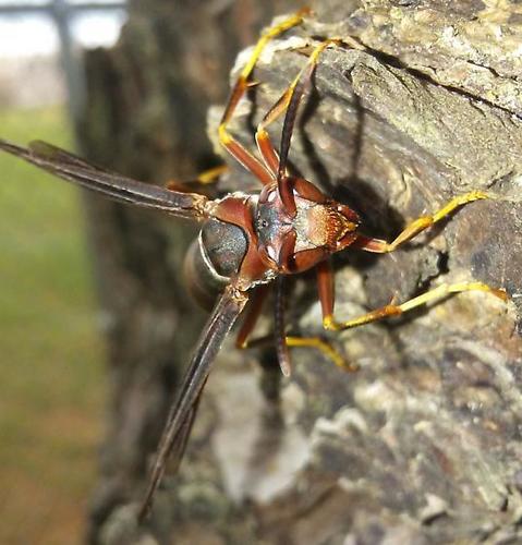 Metric Paper Wasp photo 5