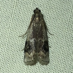 Euzophera semifuneralis