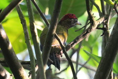 Picus vittatus