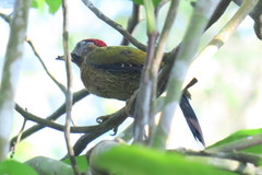 Picus vittatus