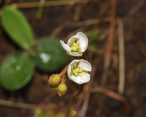 Drosera natalensis (Drosera natalensis)