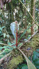 Peperomia pernambucensis
