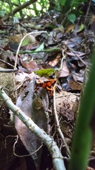 Oophaga