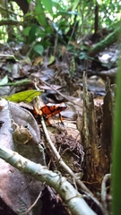 Oophaga