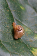 Helicarion perfragilis