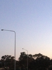 Chalinolobus gouldii