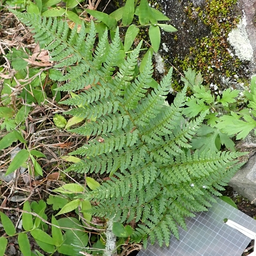 Dryopteris saxifraga