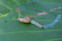 Helicarion perfragilis