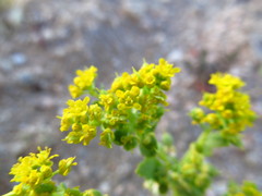 Lepidium flavum