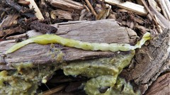 Cestoda