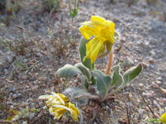 Oenothera primiveris