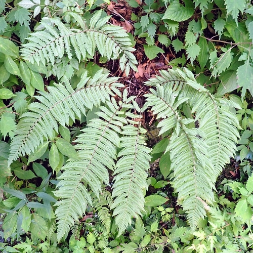 Dryopteris polylepis iNat (1)
