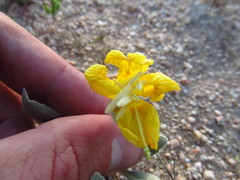 Oenothera primiveris