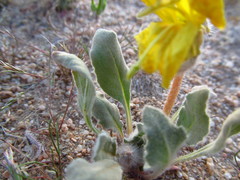 Oenothera primiveris