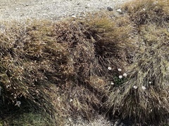 Rytidosperma setifolium