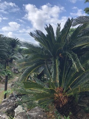 Cycas revoluta