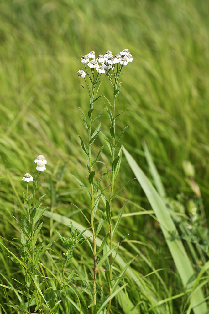 Acuminate yarrow
