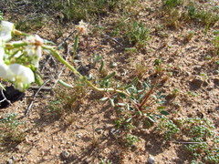 Chylismia claviformis claviformis