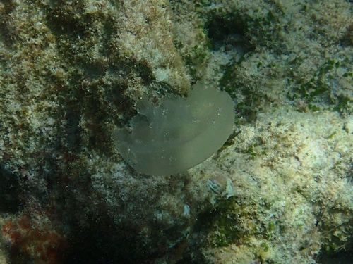 Aurelia marginalis