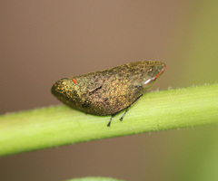 Plinia ampla