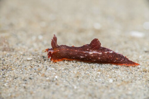 Polycera parvula (Burn, 1958)