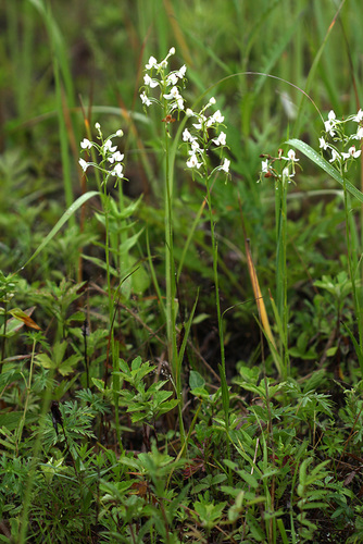 Habenaria linearifolia iNat (3)
