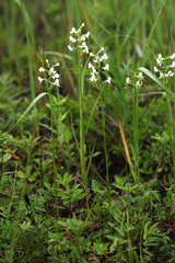 Habenaria linearifolia