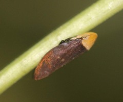 Ptyelinellus praefractus