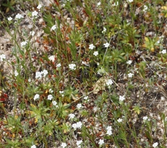 Plagiobothrys tenellus