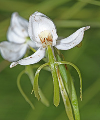 Habenaria linearifolia
