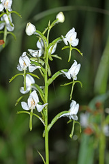 Habenaria linearifolia