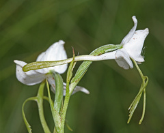 Habenaria linearifolia