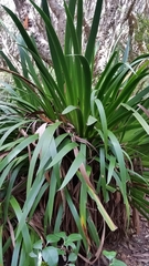 Xeronema callistemon
