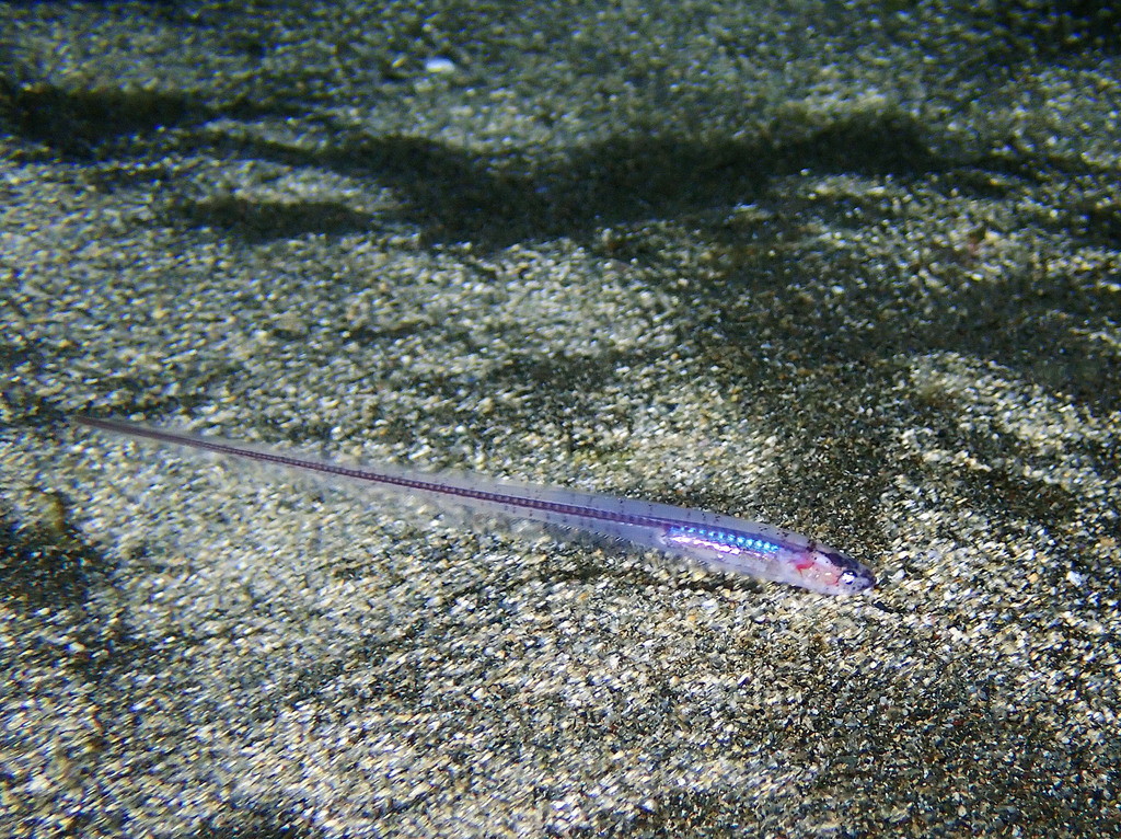 Pearlfish