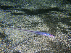 Pearlfish photo 1