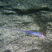 Peixe-Perola-Do-Atlântico - Photo (c) mumudu, alguns direitos reservados (CC BY-NC)
