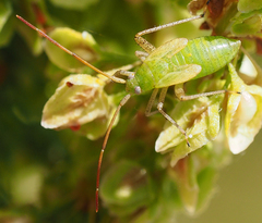 Adelphocoris lineolatus
