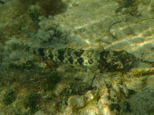 Synodus intermedius