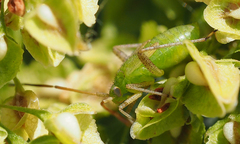 Adelphocoris lineolatus