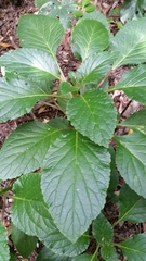 Lobelia physaloides