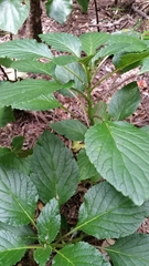 Lobelia physaloides