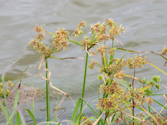 Cyperus eragrostis