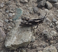 Dracotettix monstrosus