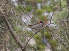 Passer domesticus
