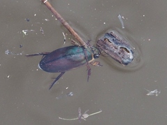 Dytiscus marginicollis